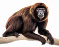 photo of howler monkey isolated on white background. Generative AI