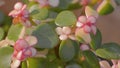 Hoya imperialis pink flowers in the garden