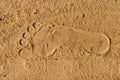 Photo of human footprint beside dog footprint on the tropical beach