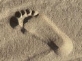 Photo of human footprint beside dog footprint on the tropical beach Royalty Free Stock Photo