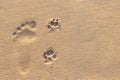 Human footprint beside dog footprint on the tropical beach