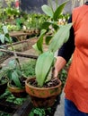 Photo human hand a lifting pot of Orchid plant