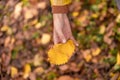 Photo of human hands of teenage boy in yellow raincoat picks up Autumn leaves, Unrecognizable Person in falling park