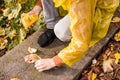 Photo of human hands of teenage boy in yellow raincoat picks up Autumn leaves, Unrecognizable Person in falling season park