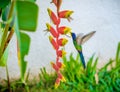 Photo of a hummingbird eating in mid flight. Royalty Free Stock Photo