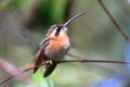 Photo of hummingbird Reddish Hermit perched on a branch with blurred background