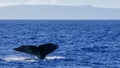 Hump Back Whale Tail Royalty Free Stock Photo