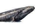 photo of humpback whale isolated on white background. Generative AI Royalty Free Stock Photo