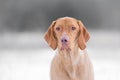 Hungarian hound dog in freezy winter time Royalty Free Stock Photo
