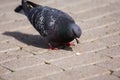 Photo of a hungry pigeon Columba Livia, eating a corn grain on the sidewalk at the sunny day