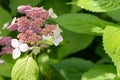 Photo of the hydrangea flowers and buds in close up Royalty Free Stock Photo