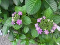 Photo of Hydrangea (variety: Dance Party) in bloom