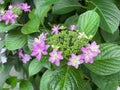 Photo of Hydrangea (variety: Dance Party) in bloom