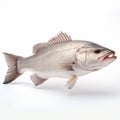 Realist Accuracy: Lovely Barramundi Fish On White Background
