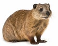 photo of hyrax isolated on white background. Generative AI