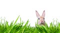 Beautiful,beige,small rabbit,baby in tall grass on meadow,isolated against white studio background.