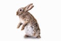 Cozy brown,grey rabbit standing on his back. White isolated background. Fluffy bunny