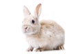 Little bunny in front of white isolated background