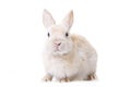 Portrait of a beige rabbit isolated on white background