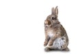 Portrait of a young,cute grey wildlife rabbit isolated on white background