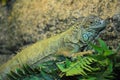 Photo of Iguana lizard sitting in a terrarium close-up in profile,photo portrait of an animal, a large herbivorous lizard of the Royalty Free Stock Photo
