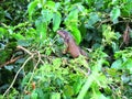 Iguana in the tree leaves Panama