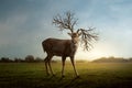 Photo illustration of a deer with twig antlers. surreal photo manipulation Royalty Free Stock Photo