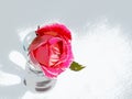 Red rose in a vase. Royalty Free Stock Photo