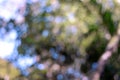 Photo image of blurred tree, bokeh tree, blurred background