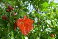 Pomegranate flower on a green branch bush