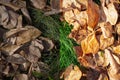 Photo before and after the image editing process. Autumn leaves