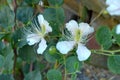 Flowering caper bush