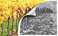 photoshop editing peel back photo reveal discover layers orchard vineyard contrast colour black white