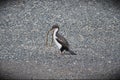Photo of Imperial shag