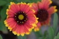 Indian Blanket Flower