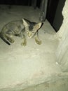 Photo of a Indian cat baby