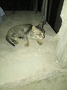 Photo of a Indian cat baby