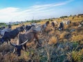 Photo of indian fields where a herd of cows are grazing grass Royalty Free Stock Photo