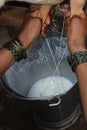 The Indian Woman Milking a Cow photo.