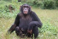 An infant female Chimpanzee Royalty Free Stock Photo