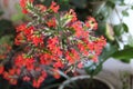 Red flowers of the domestic kalanchoe close - up