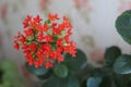 Red flowers of the domestic kalanchoe close - up