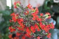 Red flowers of the domestic kalanchoe close - up