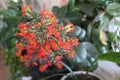 Red flowers of the domestic kalanchoe close - up