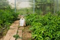 Photo of the inner space of a homemade village greenhouse, made of plexiglass with bushes of potato and  dill. The watering can Royalty Free Stock Photo