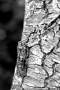 Photo of insect-cicada on old tree, B&W Royalty Free Stock Photo