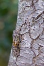 Photo of insect-cicada on old tree Royalty Free Stock Photo