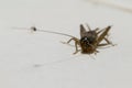 Insect, A single field cricket Gryllidae