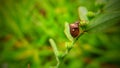 photo of insects in the grass