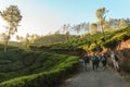 International Group of travelers with backpacks going by trail through tea plantations at sunrise